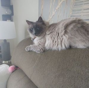 Meet your Posher, Tiffany